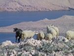 objects/1320/48151_Island Pag_sheep.JPG